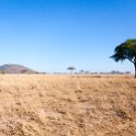 TZA MAR SerengetiNP 2016DEC24 LemalaEwanjan 003 : 2016, 2016 - African Adventures, Africa, Date, December, Eastern, Lemala Ewanjan Camp, Mara, Month, Places, Serengeti National Park, Tanzania, Trips, Year